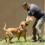 balanced dog training Phoenix AZ