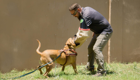 balanced dog training Phoenix AZ