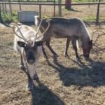 Reindeer Rental St Louis
