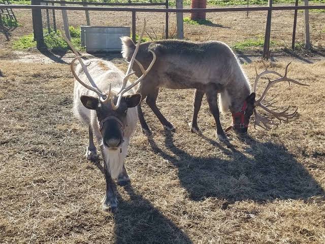 Reindeer Rental St Louis